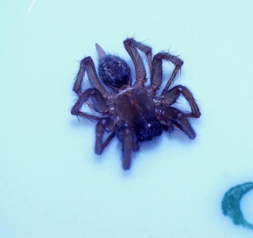 Lycosoides coarctata